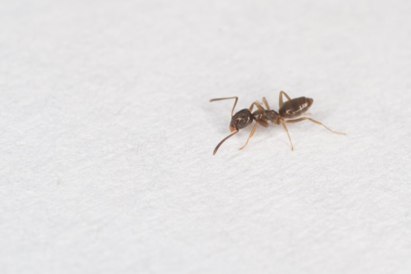 Worst pain known to man is caused by the world's largest ant