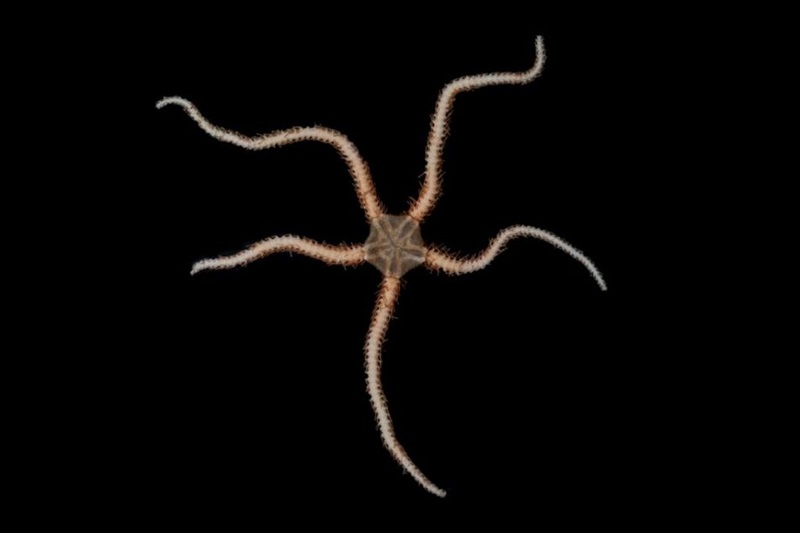 A picture of a Ophiuroidea Brittle Star