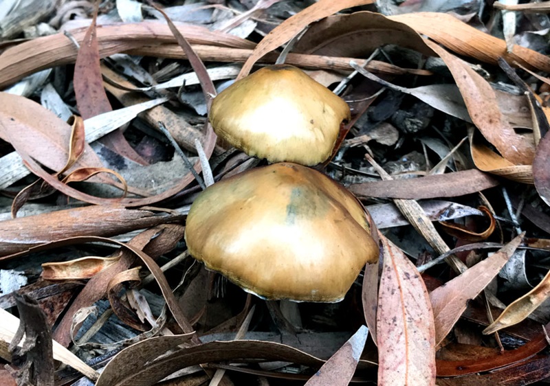 A photograph of a psychedelic mushroom. 