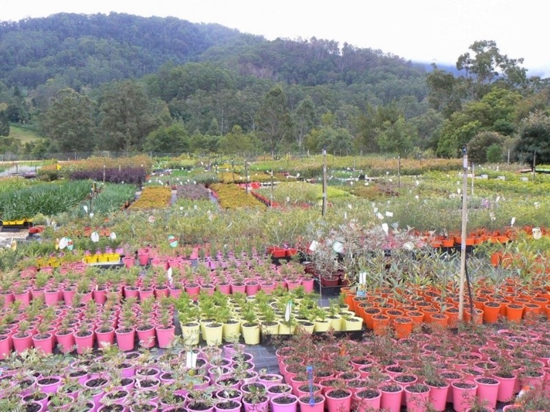 Talk to your nursery about what to plant after a bushfire