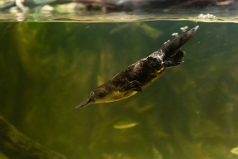 Platypus diving