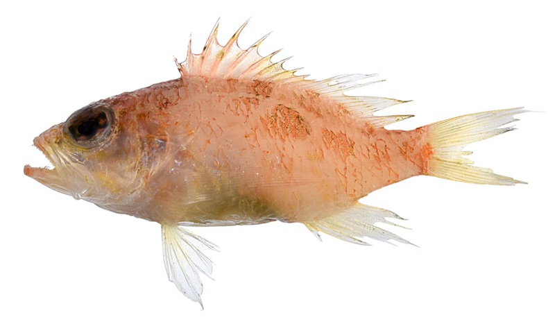 A new species of small orange fish on a white background.