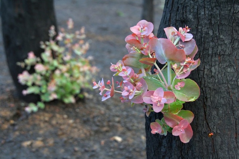 Bushfires plant growth