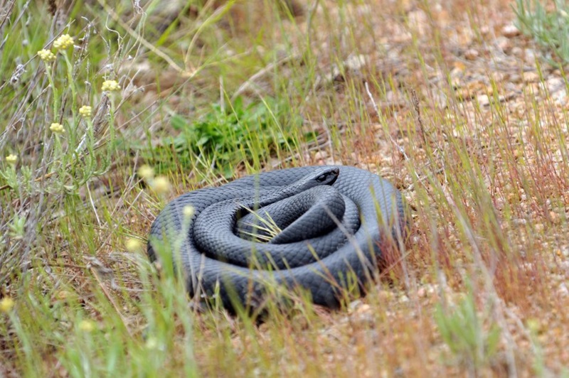 A red-bellied black snake, coiled up