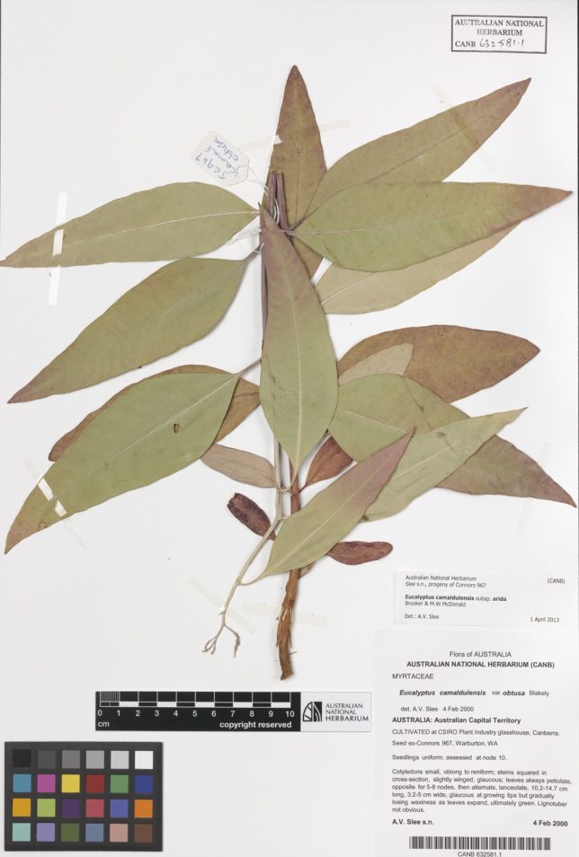 Eucalyptus camaldulensis (River Red Gum) leaf specimens in the Australian National Herbarium