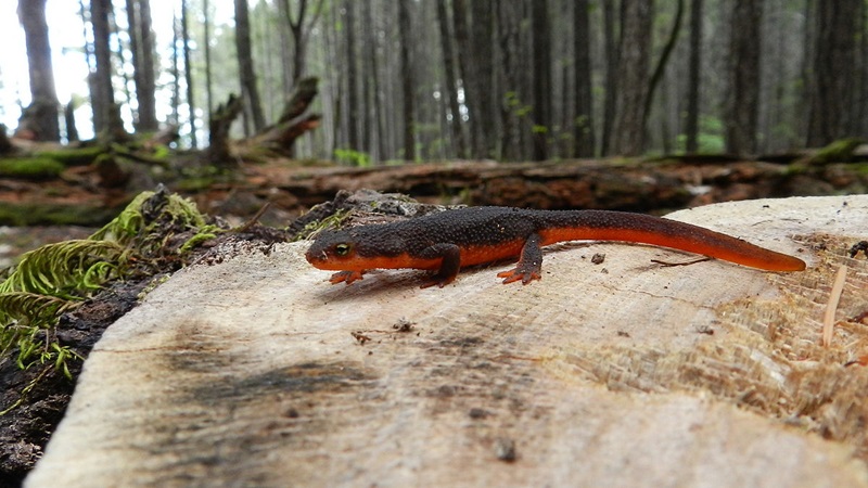 Rough-skinned newt on a sawn off stump