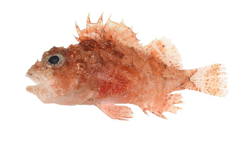 A red fish with a large black eye and a spiny fin on its back.