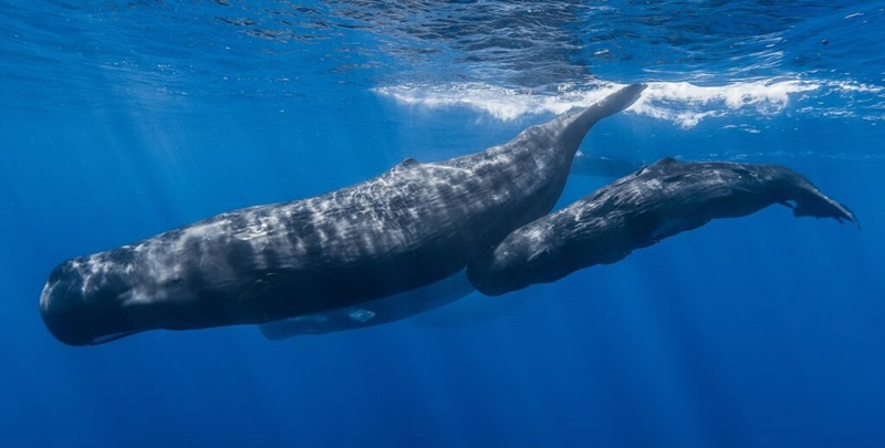 A pod of sperm whales, one of the ocean's deepest divers, seen from under the ocean surface