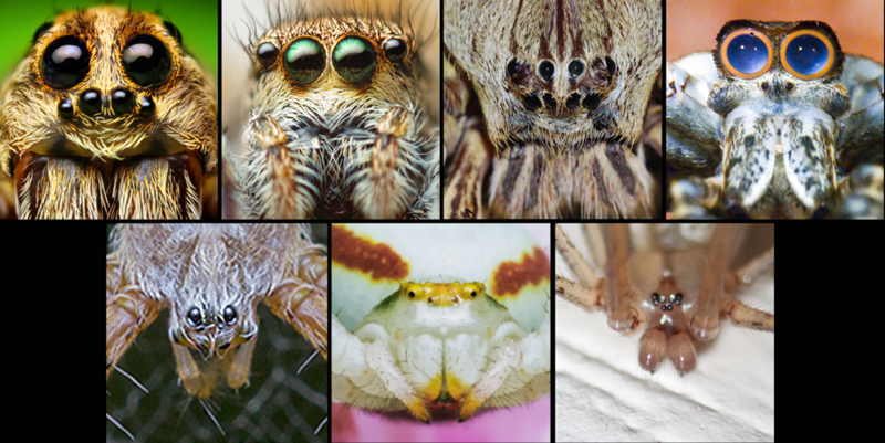 Various spider faces eye arrangement eye patterns