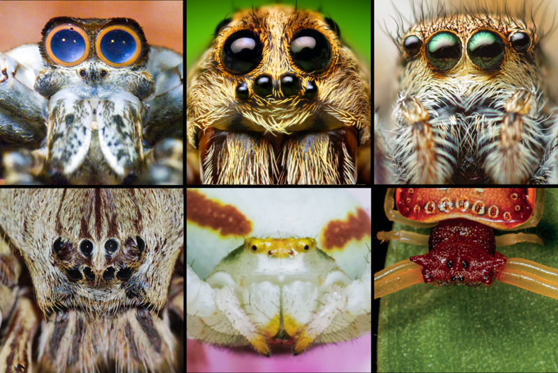 Why Jumping Spiders Spend All Night Hanging Out — Literally