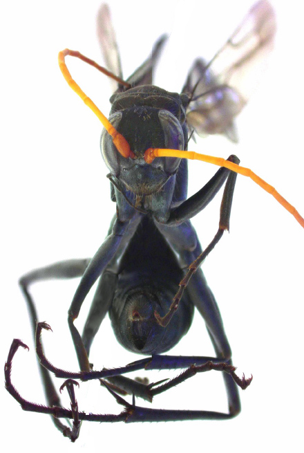 Anterior view of a pinned specimen of a spider wasp. 