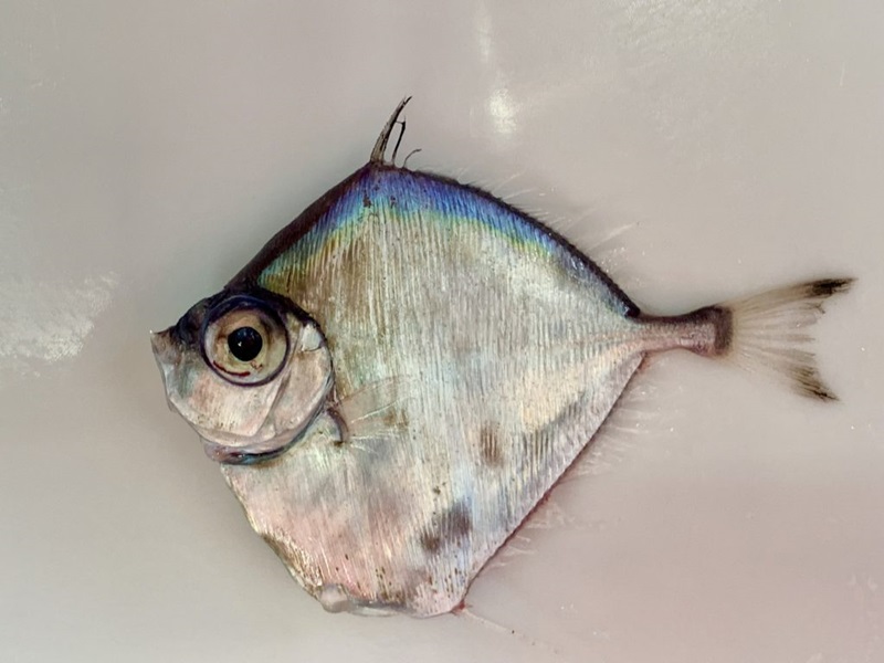 Image of spotted tinselfish specimen.