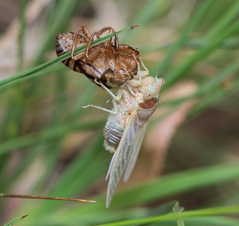 A cicada hanging on to a a blade of grass where its recently shedded shell is also hanging. 