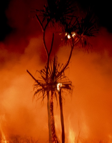 A picture of bushfire.