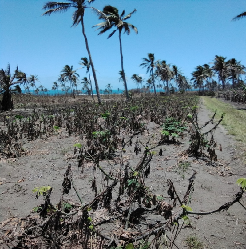 The crops and soil at Tonga covered in ash. 