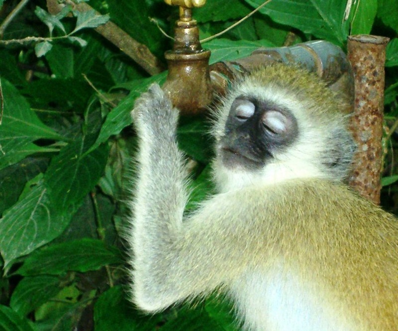 Vervet monkey holding on to a tap