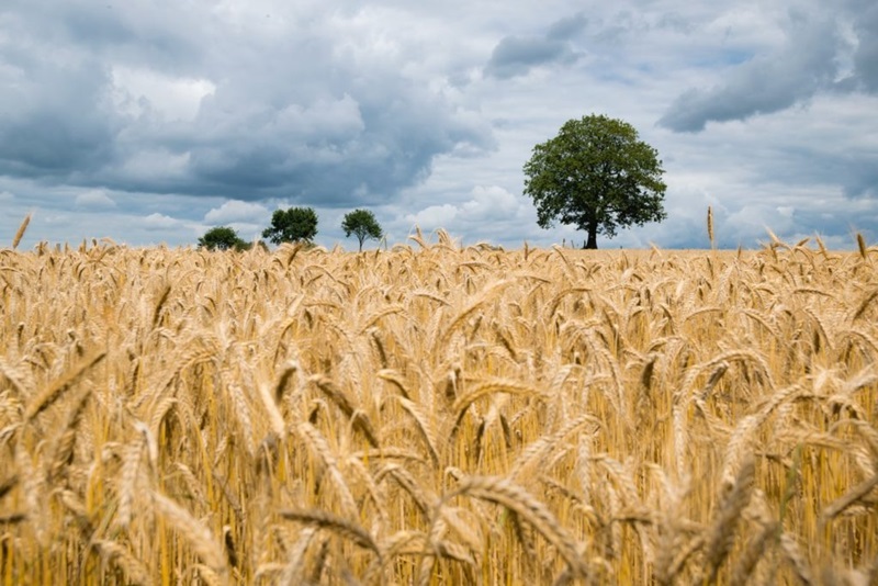 Wheat farm
