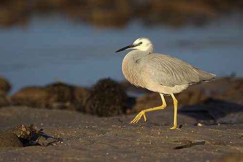 waterbird walkling