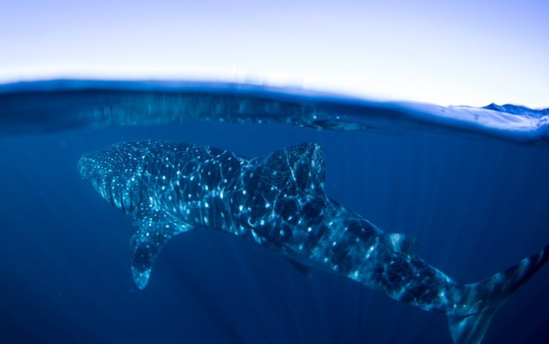A spotted whale shark below surface of water.