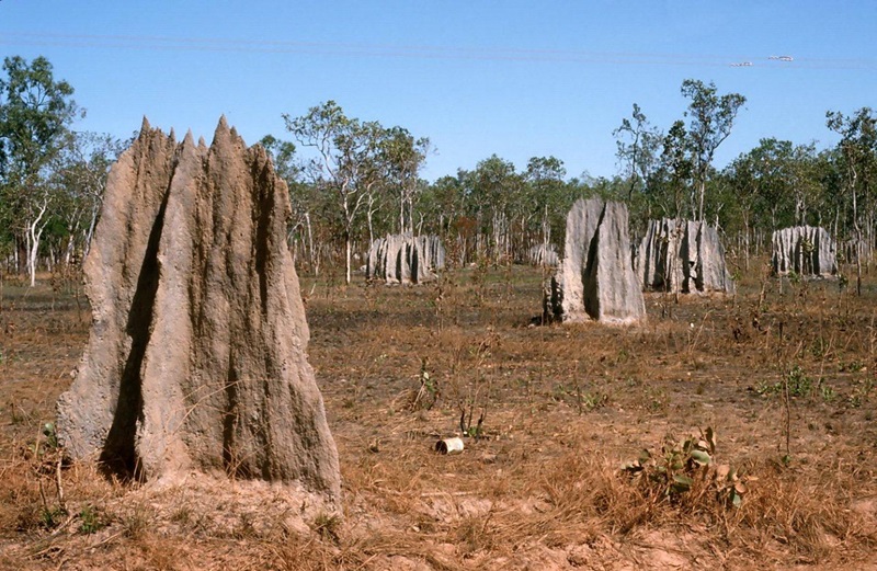 Image of termite mounds at Cape York