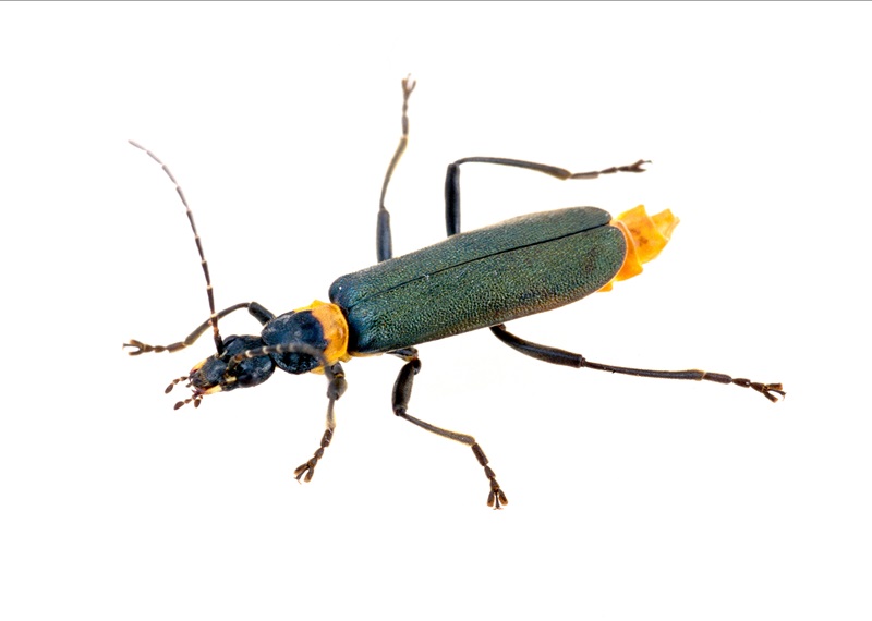 Image of a Plague Soldier Beetle