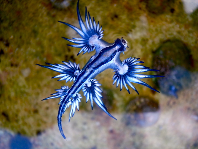 Want to avoid a bluebottle sting? Here's how to predict which beach they'll  land on