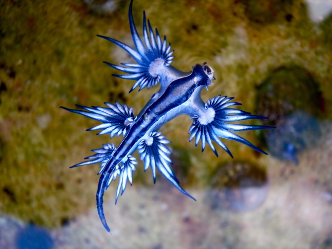 Sea Lizards feed on the stinging cells of blue bottles to use them for their own defence. 87895263@N06/flickr, CC BY-SA