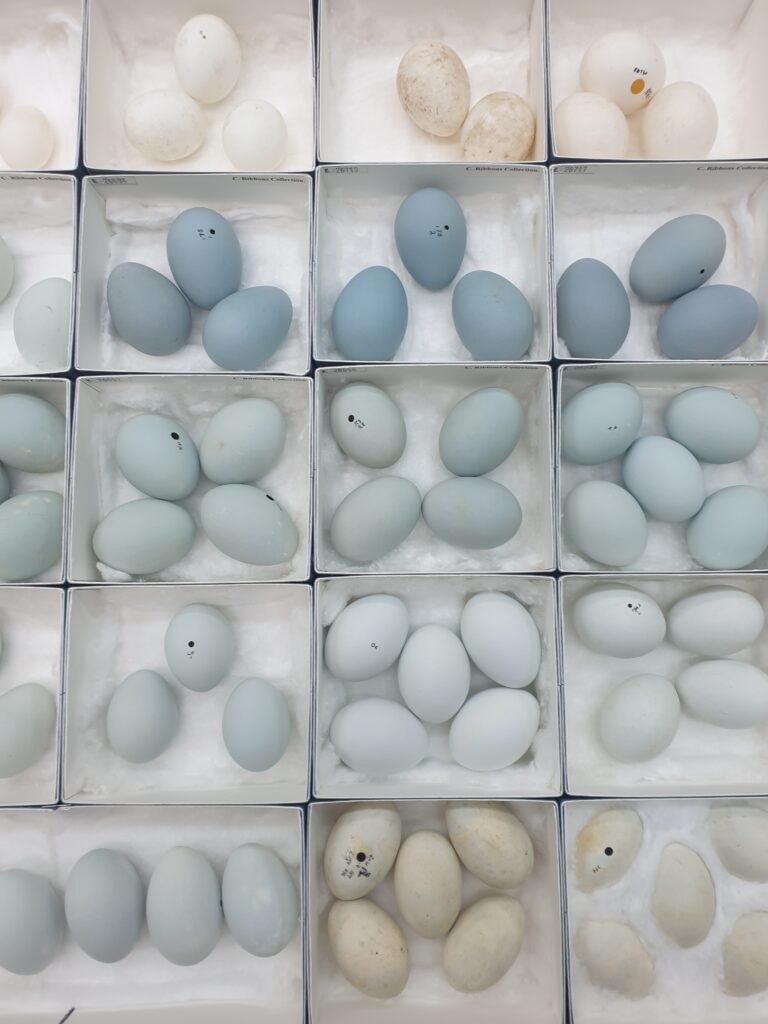 Birds eye view of boxes with collections of pale eggs inside sitting on cotton wool.