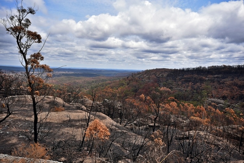 Bushfire affected landscape