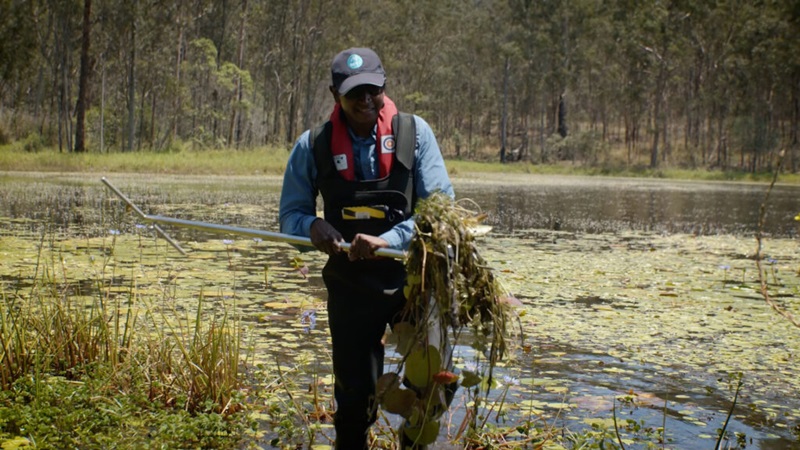A scientist wearing a CSIRO hat and personal protective equipment is carrying a long metal pole with cabomba weed on the end of it out of a lake.