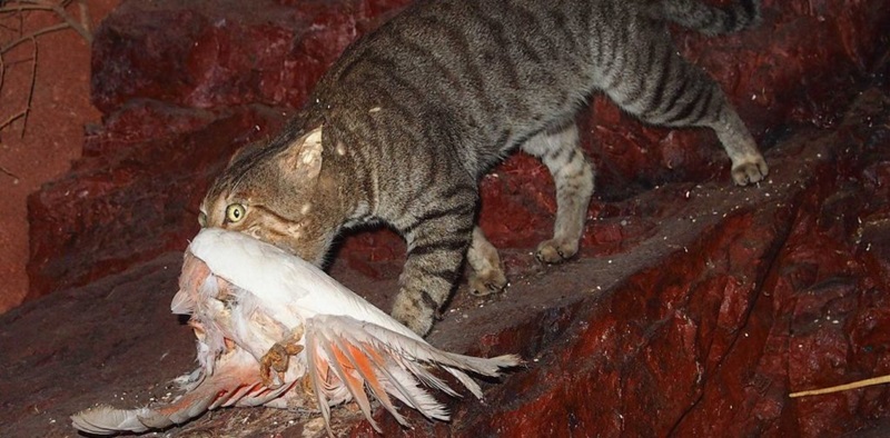 A cat kills a galah.