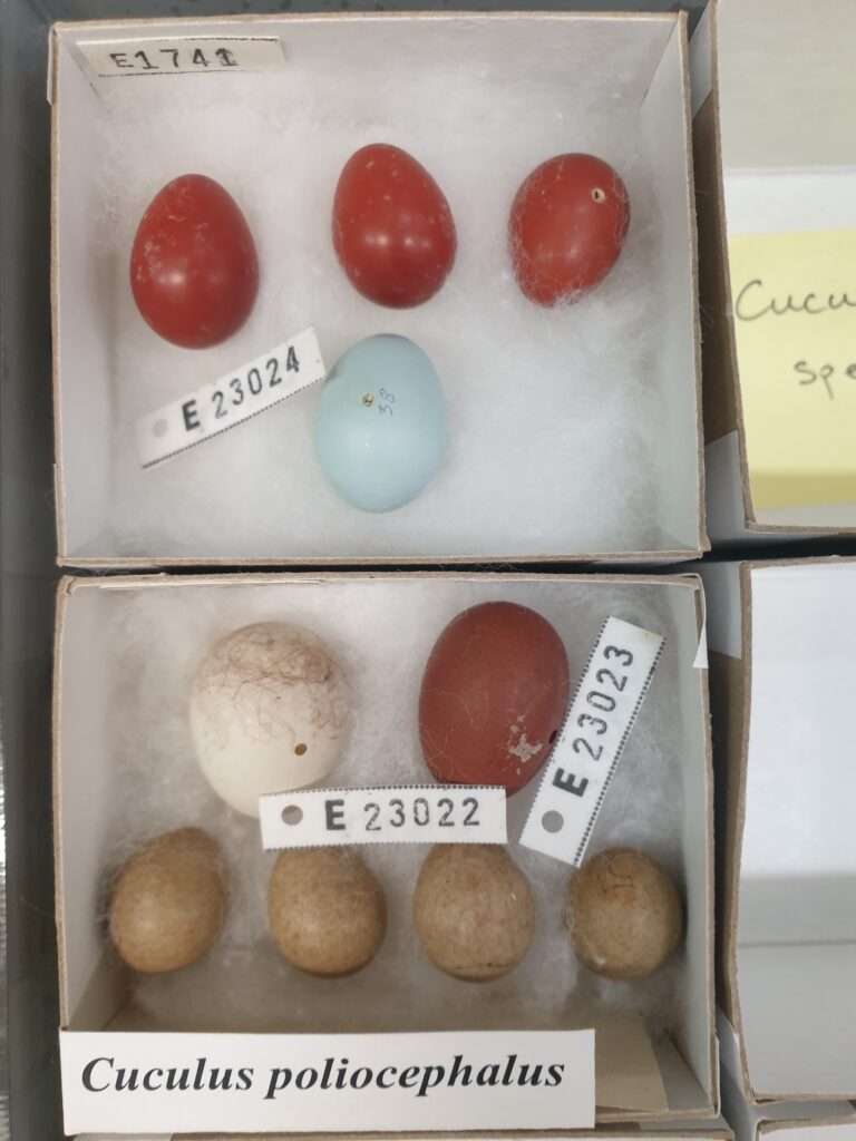 Two boxes with collections of eggs inside sitting on cotton wool. The name underneath one box reads Cuculus poliocephalus.