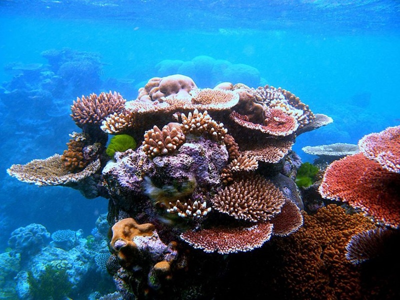 Picture of healthy looking reef with colourful coral. 