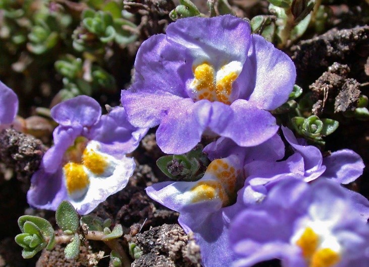 Purple creeping monkey flower