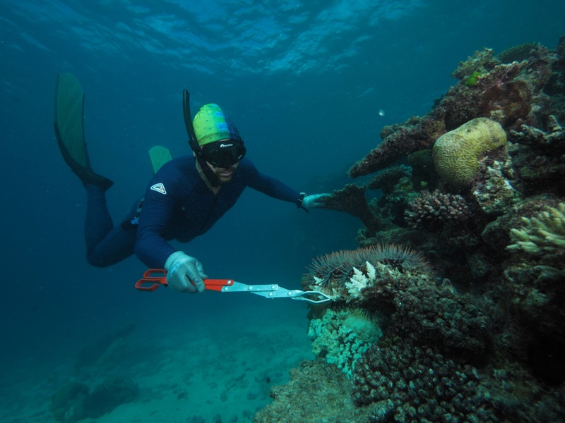 a scubadiver collecting a starfish with tong-like instrument underwater