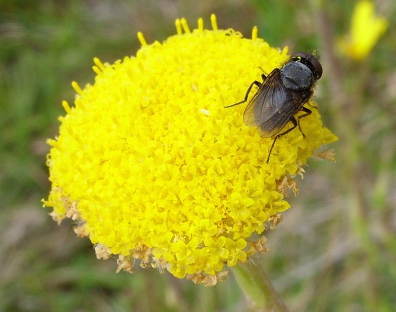 a fly on a yellow flower