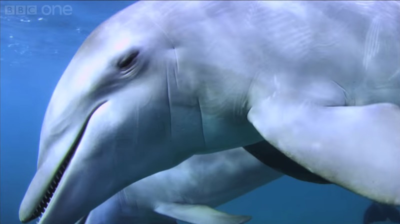 A dolphin with its eyes half-closed