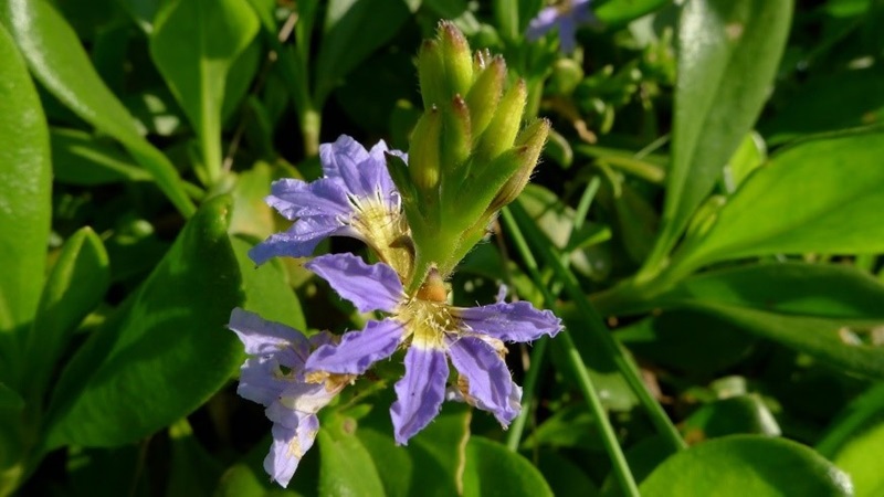 The purple Dune Fan flower