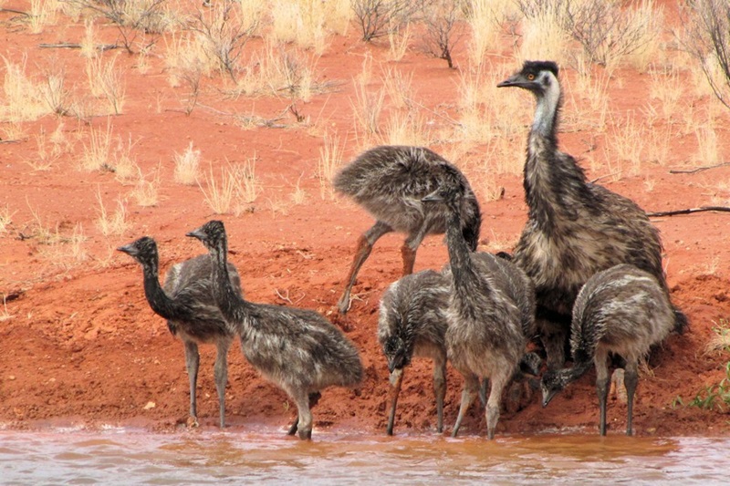 emu father and chicks