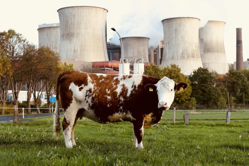 Cow standing in front of industrial station