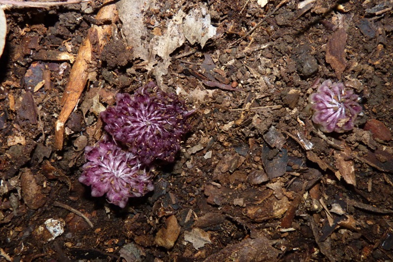 three purple orchids on the ground