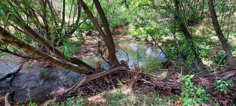 Willow trees along a waterway.