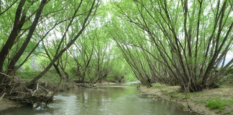 Willow trees shading a river