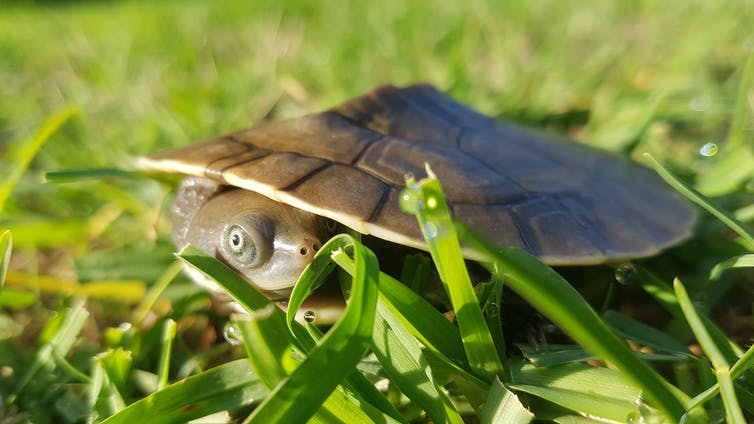 The Murray River turtle on grass.