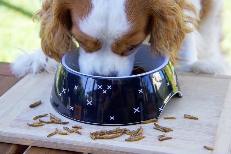 Image of a dog eating a bowl of edible insects.