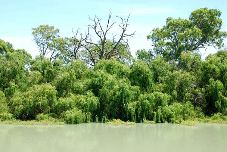 Willow trees on a river bank