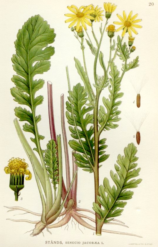 Image of an invasive plant species.