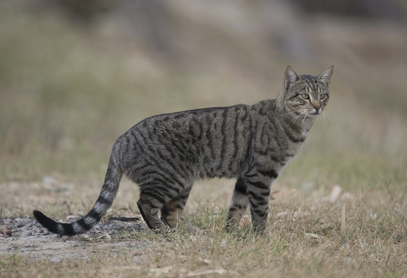 An image of an invasive species cat.