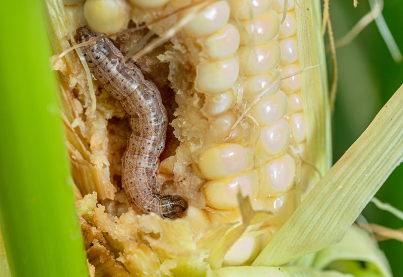 Photo of a fall armyworm, a major crop pest. 