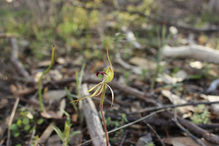 Close up view of a green spider orchid. Background is blurred bushlands. 